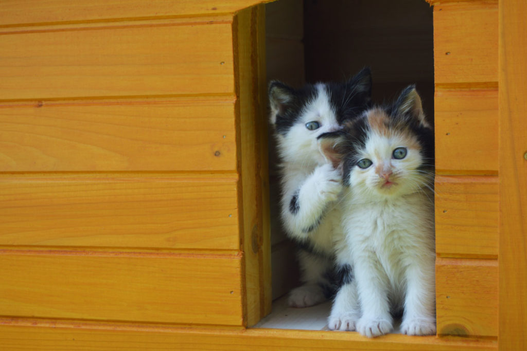 Zateplený domček pre mačku DAISY