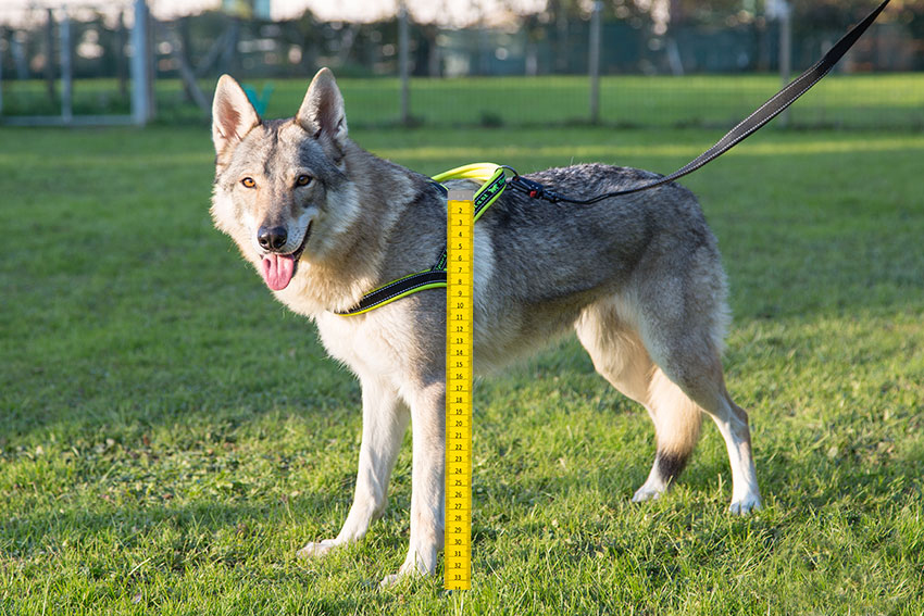ako zmerať kohútikovú výšku psa – meranie výšky psa pri lopatkách