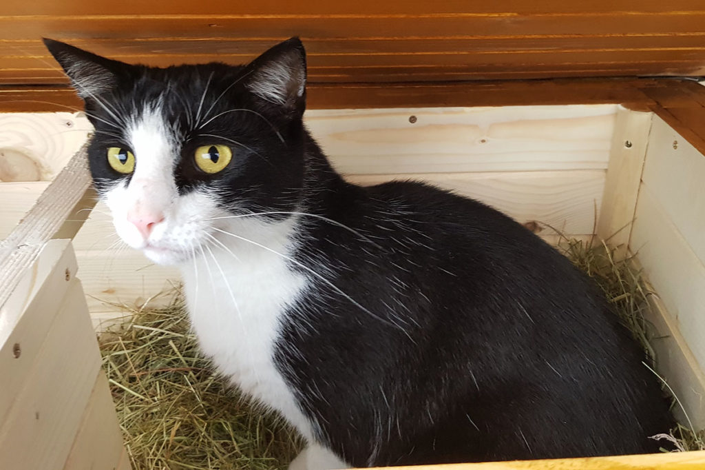 Zateplený domček pre mačku ELISA