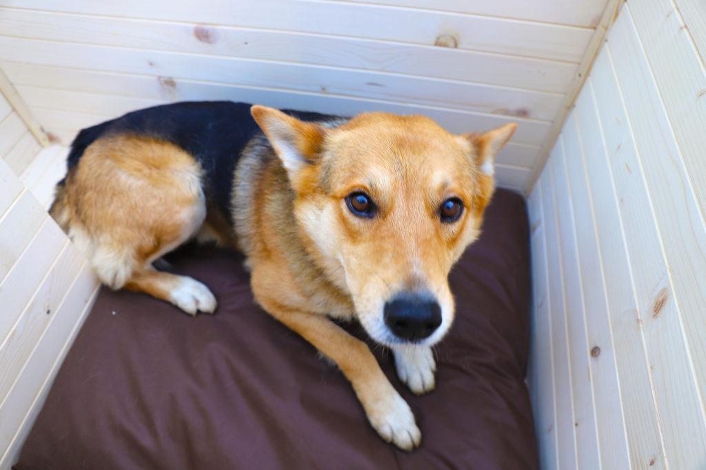 Vodeodolný vankúšik do búdy - tmavohnedý 75 x 70 cm #2.