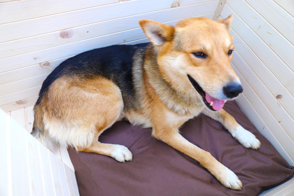 Vodeodolný vankúšik do búdy - tmavohnedý 75 x 70 cm #3.