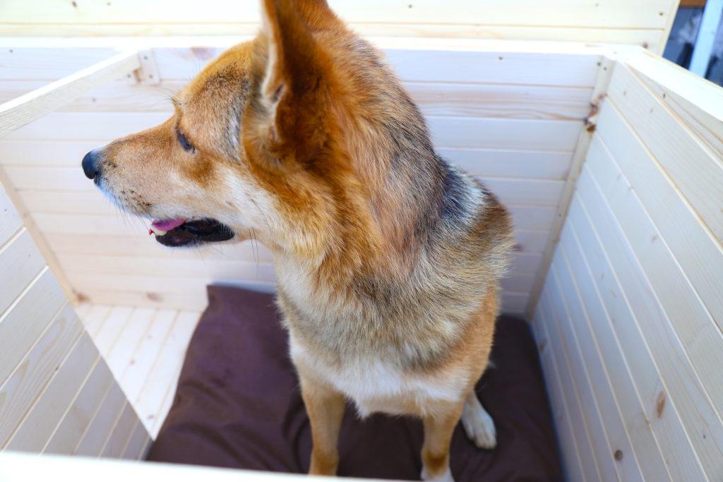 Vodeodolný vankúšik do búdy - tmavohnedý 75 x 70 cm #9.